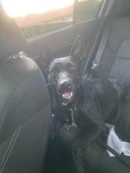Found/Stray Female Dog last seen Brockton and 14th, Riverside, CA 92502