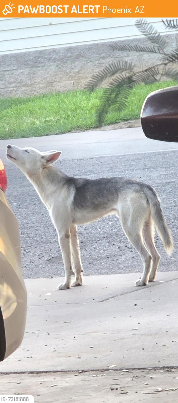 Found/Stray Male Dog last seen 75th Ave & Camelback, Phoenix, AZ 85033
