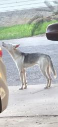 Found/Stray Male Dog last seen 75th Ave & Camelback, Phoenix, AZ 85033