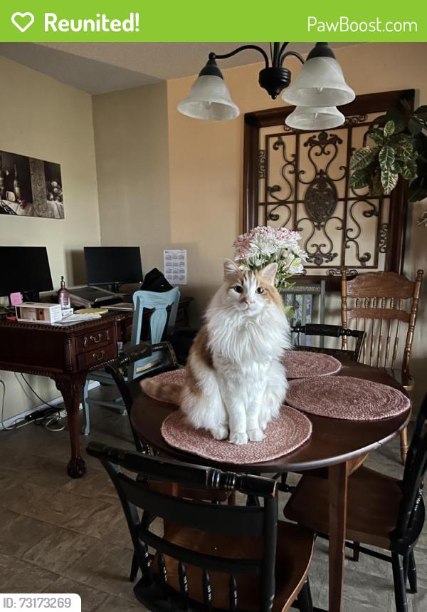 Reunited Male Cat last seen Dean Box drive waxahachie tx, Waxahachie, TX 75165