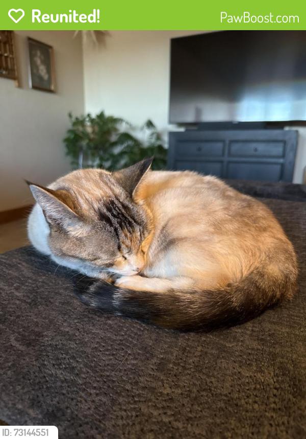 Reunited Female Cat last seen Annie St Ethan Way, Bozeman, MT 59718