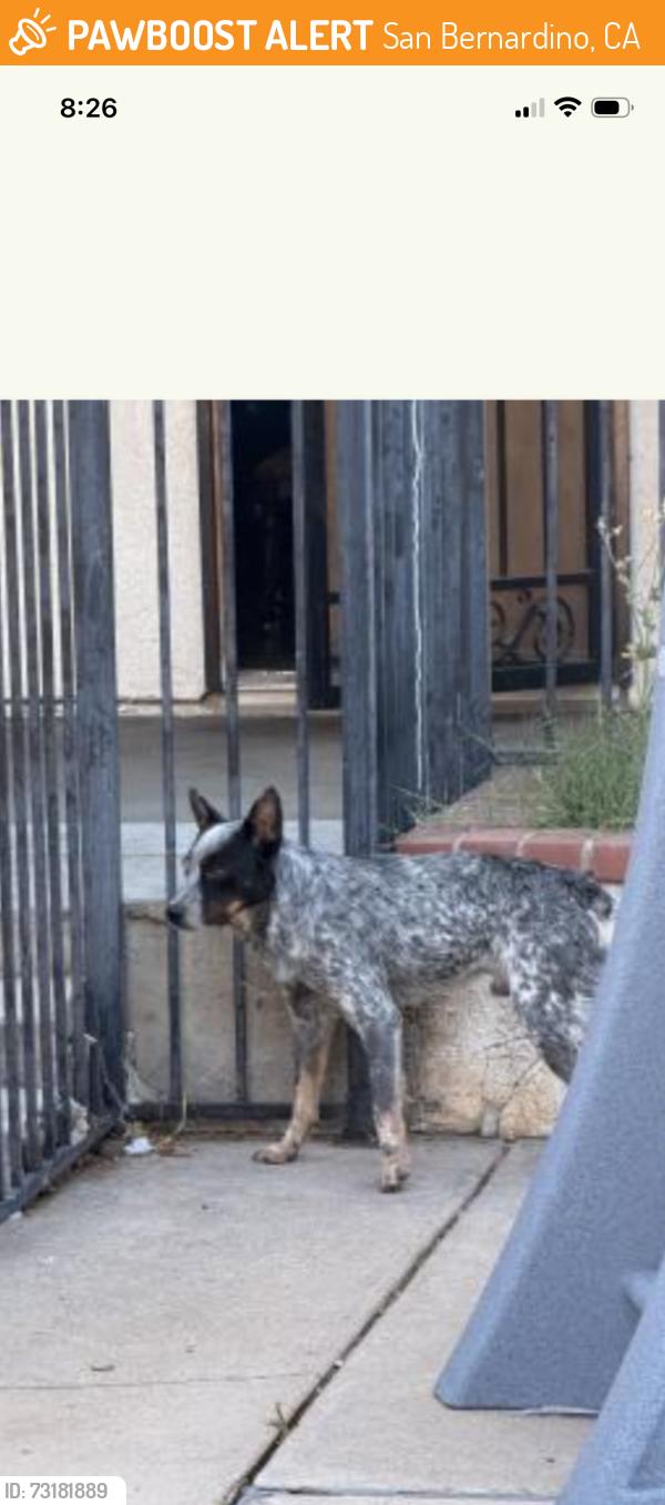 Found/Stray Male Dog last seen Sepulveda and 54th street, San Bernardino, CA 92404