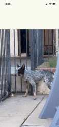 Found/Stray Male Dog last seen Sepulveda and 54th street, San Bernardino, CA 92404