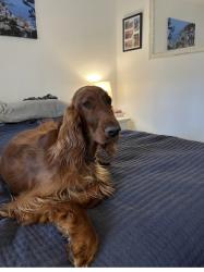 Reunited Female Dog last seen Paulina dr in Rock Creek, Rockcreek, OR 97229