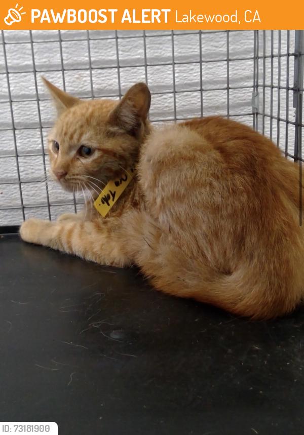 Found/Stray Male Cat last seen Del Amo and Paramount, Lakewood, CA 90712