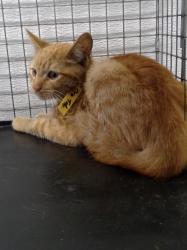 Found/Stray Male Cat last seen Del Amo and Paramount, Lakewood, CA 90712