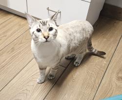 Reunited Male Cat last seen S. Pennsylvania Ave & E Holmes Ave, Cudahy, WI 53110