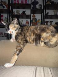 Reunited Female Cat last seen Seven Hills & Walnut Rd, Castro Valley, CA 94546