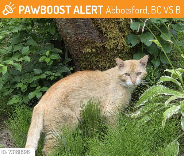 Found/Stray Unknown Cat last seen McLure Rd., Abbotsford, Abbotsford, BC V2S 7B8