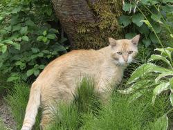 Found/Stray Unknown Cat last seen McLure Rd., Abbotsford, Abbotsford, BC V2S 7B8