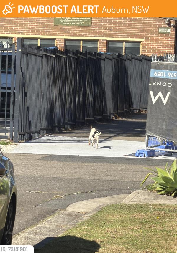 Found/Stray Male Dog last seen Auburn Park, Auburn, NSW 2144