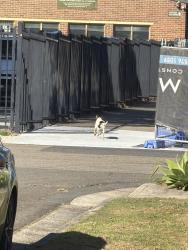Found/Stray Male Dog last seen Auburn Park, Auburn, NSW 2144