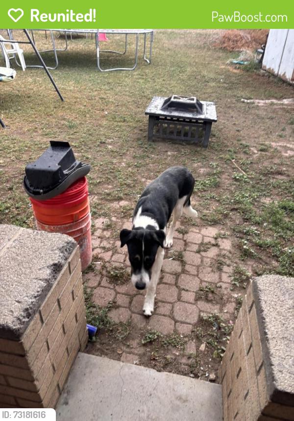 Reunited Male Dog last seen 74And Federal Blvd, Westminster, CO 80030