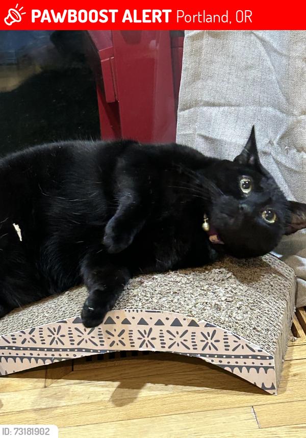 Lost Female Cat last seen NE 126th Place and NE Hancock, Portland, OR 97230