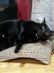 Lost Female Cat last seen NE 126th Place and NE Hancock, Portland, OR 97230