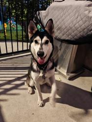 Reunited Female Dog last seen Payson and Donna Beth, Azusa, CA 91702