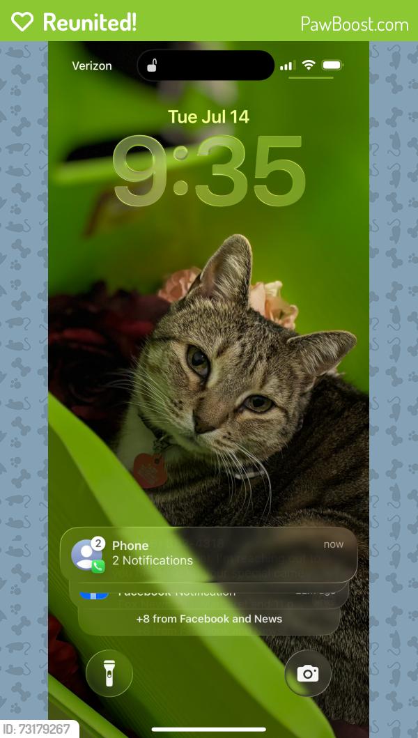 Reunited Female Cat last seen 23rd, Pueblo, CO 81003