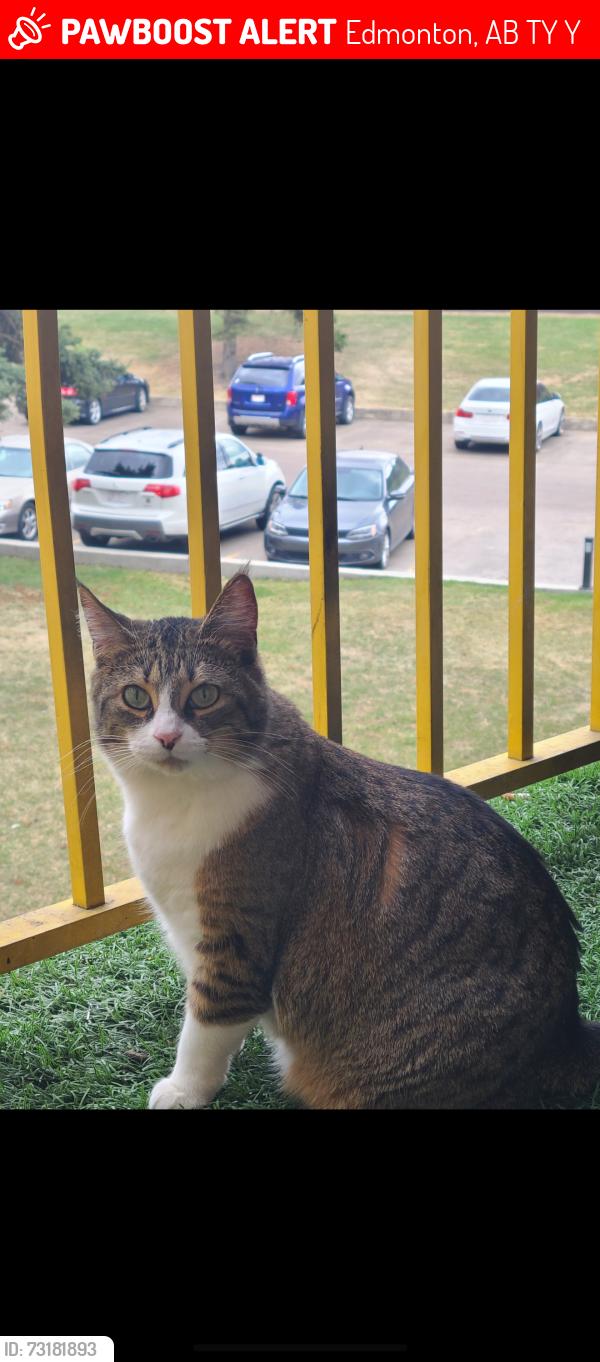 Lost Female Cat last seen Kirkness school, Edmonton, AB T5Y 1Y8