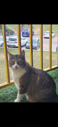 Lost Female Cat last seen Kirkness school, Edmonton, AB T5Y 1Y8