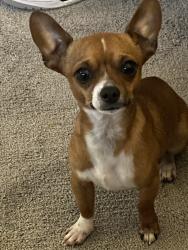 Reunited Male Dog last seen Near Mapleview St, Lakeside, CA 92040, USA, Lakeside, CA 92040