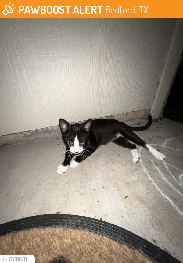 Found/Stray Male Cat last seen Murphy and Cummings, Bedford, TX 76021