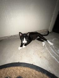 Found/Stray Male Cat last seen Murphy and Cummings, Bedford, TX 76021