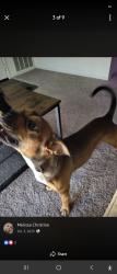 Reunited Male Dog last seen Harris Ave & Marysville Blvd, Sacramento, CA 95838, USA, Sacramento, CA 95838