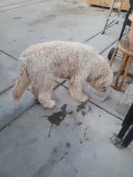 Found/Stray Male Dog last seen Near reiter ave, Las Vegas, NV 89108