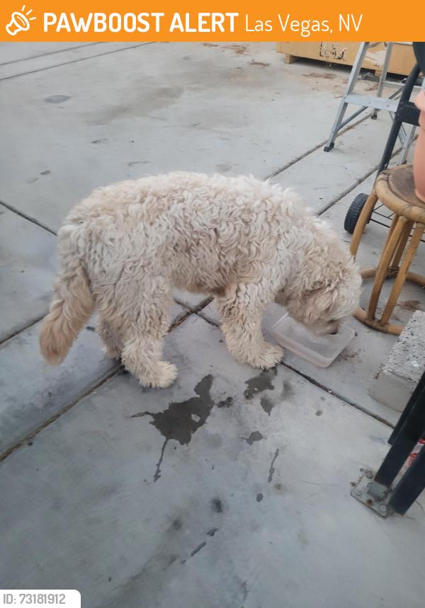 Found/Stray Male Dog last seen Near reiter ave, Las Vegas, NV 89108