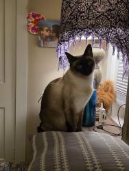Reunited Female Cat last seen Litits pike and east Petersburg rd before the church, Lancaster, PA 17601