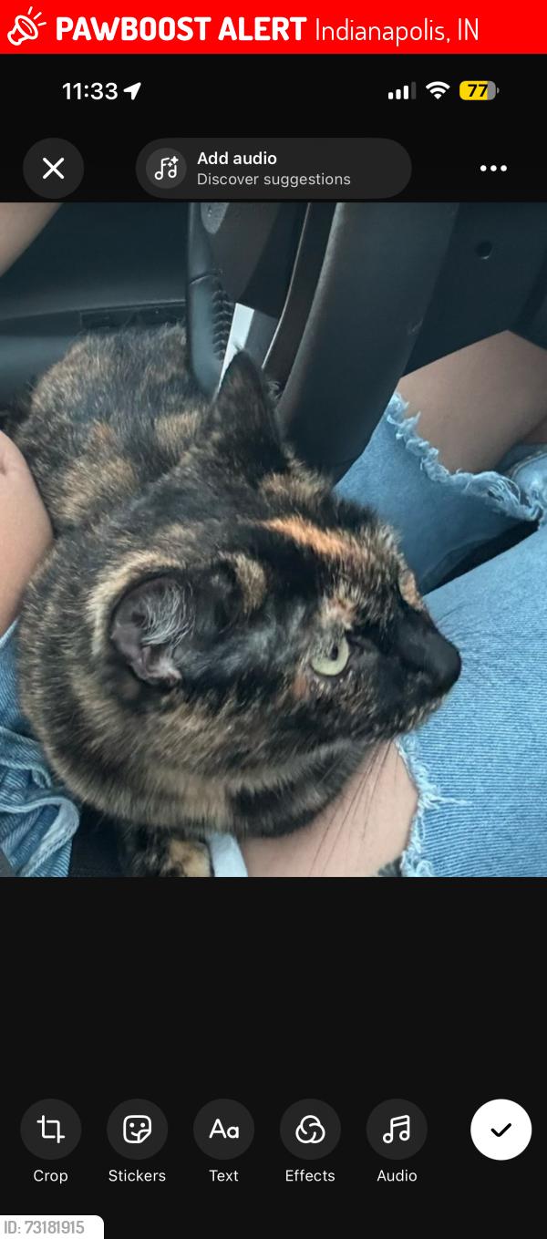 Lost Female Cat last seen Royal oak drive, Indianapolis, IN 46227