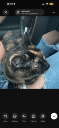 Lost Female Cat last seen Royal oak drive, Indianapolis, IN 46227