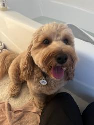 Lost Male Dog last seen In berry heights neighborhood, Lewisville, TX 75057
