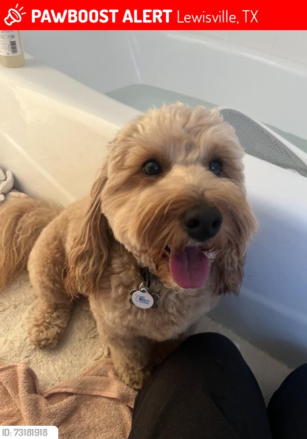 Lost Male Dog last seen In berry heights neighborhood, Lewisville, TX 75057