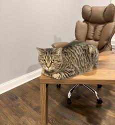 Lost Male Cat last seen Near Whitehall ln Algonquin, Algonquin, IL 60102