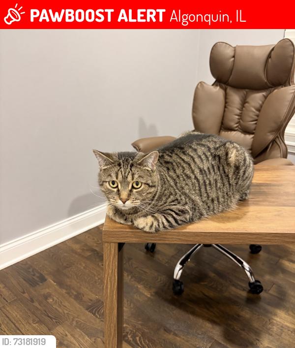 Lost Male Cat last seen Near Whitehall ln Algonquin, Algonquin, IL 60102