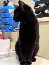 Found/Stray Unknown Cat last seen Walked up to our door, La Crosse, WI 54603
