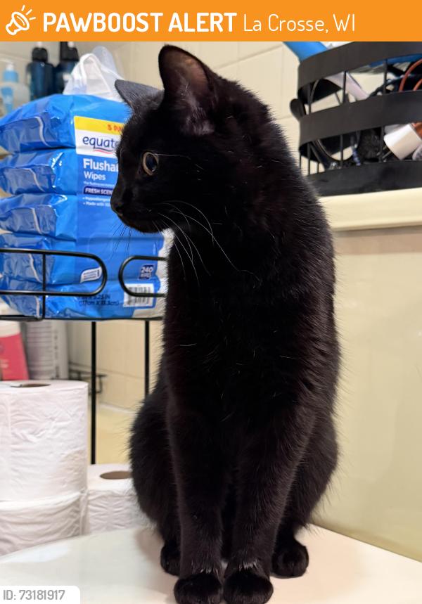 Found/Stray Unknown Cat last seen Walked up to our door, La Crosse, WI 54603