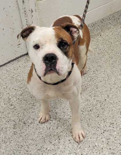 Shelter Stray Male Dog last seen Near Garfield Ave, 64130, MO, 7077 Elmwood Ave, Kansas City, MO 64132, USA