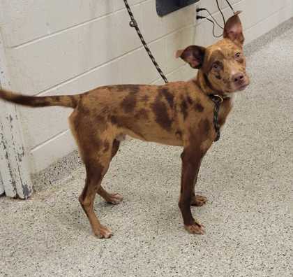 Shelter Stray Male Dog last seen Near Garfield Ave, 64130, MO, 7077 Elmwood Ave, Kansas City, MO 64132, USA