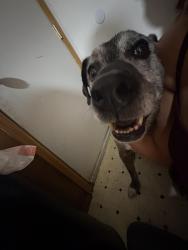Reunited Unknown Dog last seen Arapahoe and Broadway, Centennial, CO 80121