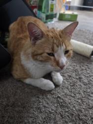 Found/Stray Male Cat last seen 88th Avenue and Grant St, Thornton, CO 80229