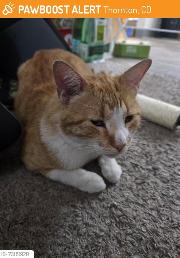 Found/Stray Male Cat last seen 88th Avenue and Grant St, Thornton, CO 80229
