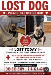 Reunited Male Dog last seen Ralphs, Costa Mesa, CA 92627