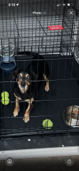 Reunited Male Dog last seen Greenleaf and center, Compton, CA 90220