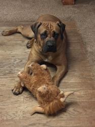Reunited Male Dog last seen Between Oak Glen Way/ Putnam Ln, District Heights, MD 20747