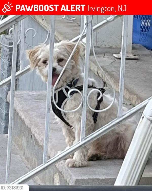 Lost Male Dog last seen Bercker terr to Elwood ave an Springfield ave, Irvington, NJ 07111
