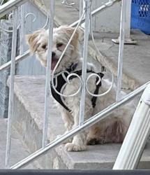 Lost Male Dog last seen Bercker terr to Elwood ave an Springfield ave, Irvington, NJ 07111