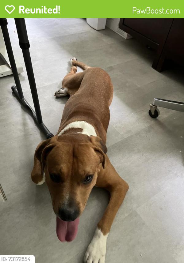 Reunited Male Dog last seen Horizon, Beaverton, OR 97007