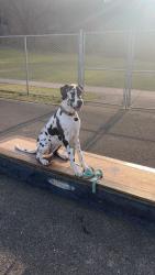 Reunited Female Dog last seen Grace church on brush creek rd, Westmoreland County, PA 15665